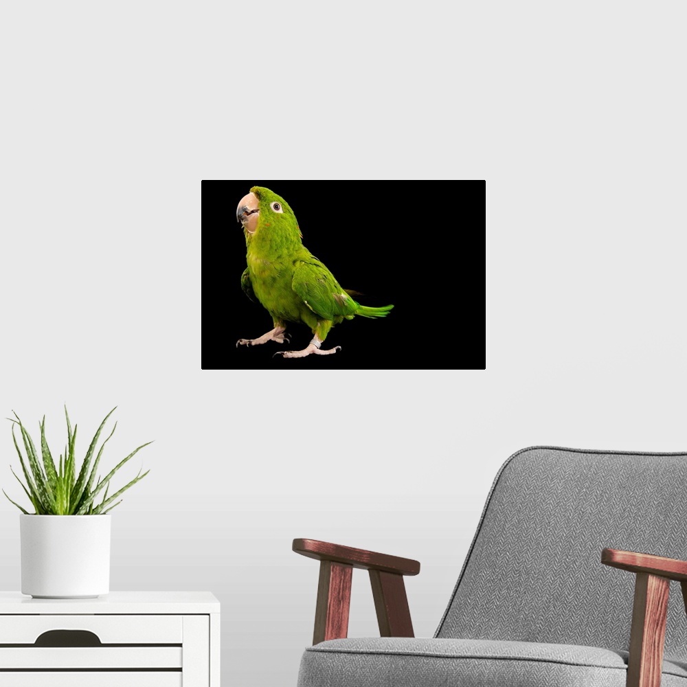 A modern room featuring A green parakeet, Psittacara holochlorus strenuus.