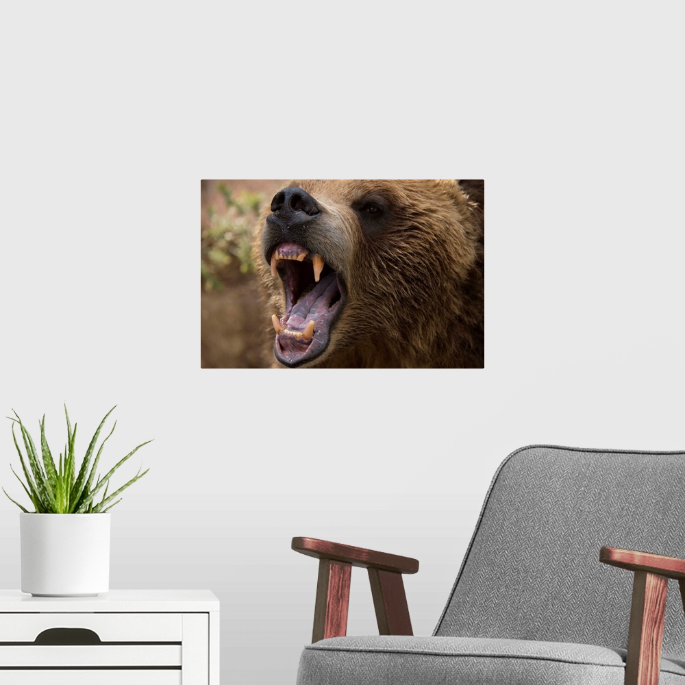 A modern room featuring A grizzly bear snarling at the Cheyenne Mountain Zoo.