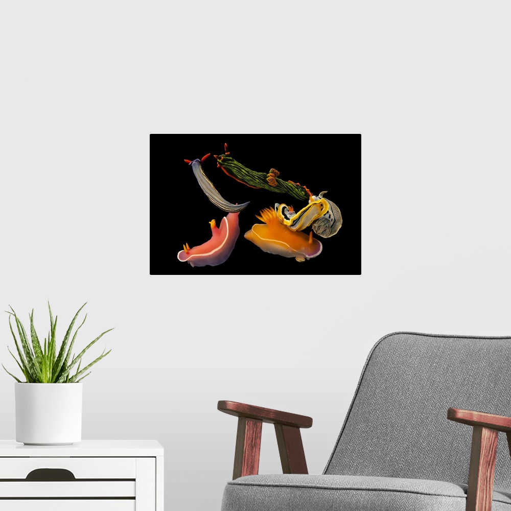 A modern room featuring A group of nudibranchs at De Jong Marinelife in Spijk, Netherlands.