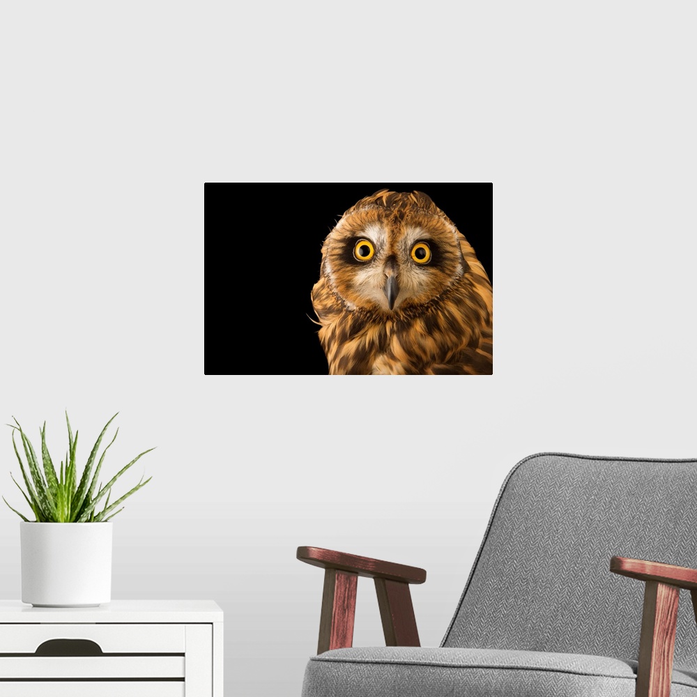 A modern room featuring A Hawaiian short eared owl, Asio flammeus sandwichensis, at the Los Angeles Zoo.