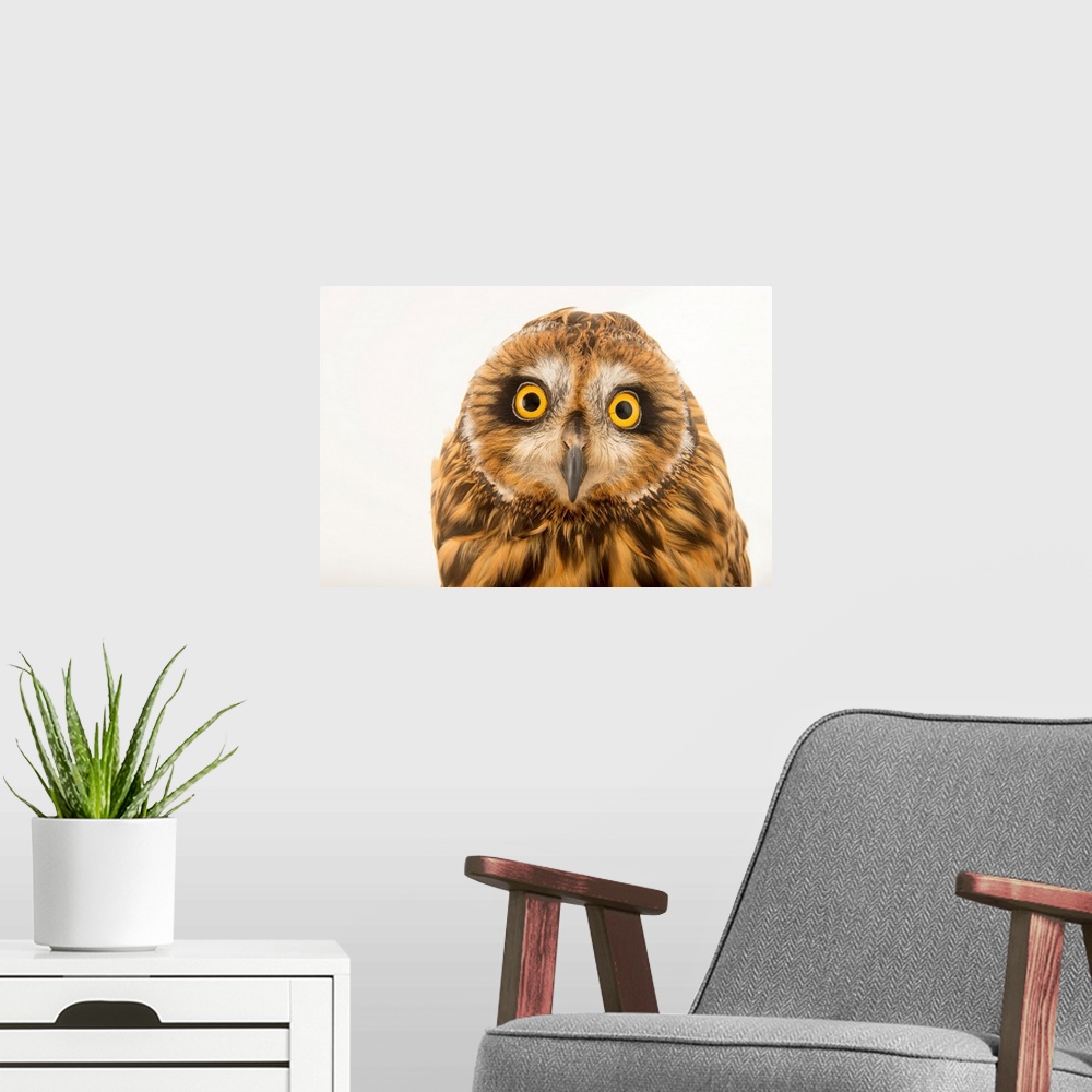 A modern room featuring A Hawaiian short eared owl, Asio flammeus sandwichensis, at the Los Angeles Zoo.