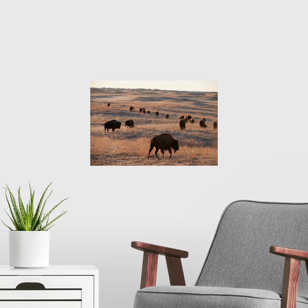 A modern room featuring Bison on the Carl Simmons Ranch near Valentine, NE.