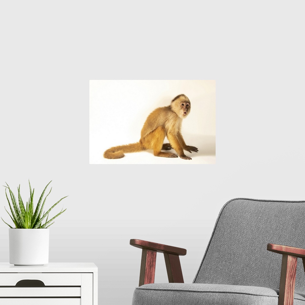 A modern room featuring A juvenile male hock-headed capuchin (Cebus cuscinus) named Leandro at Amazon Shelter, a wildlife...