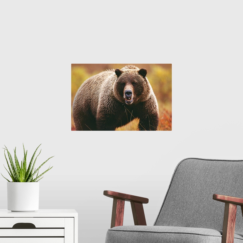 A modern room featuring A large adult grizzly bear faces the camera.