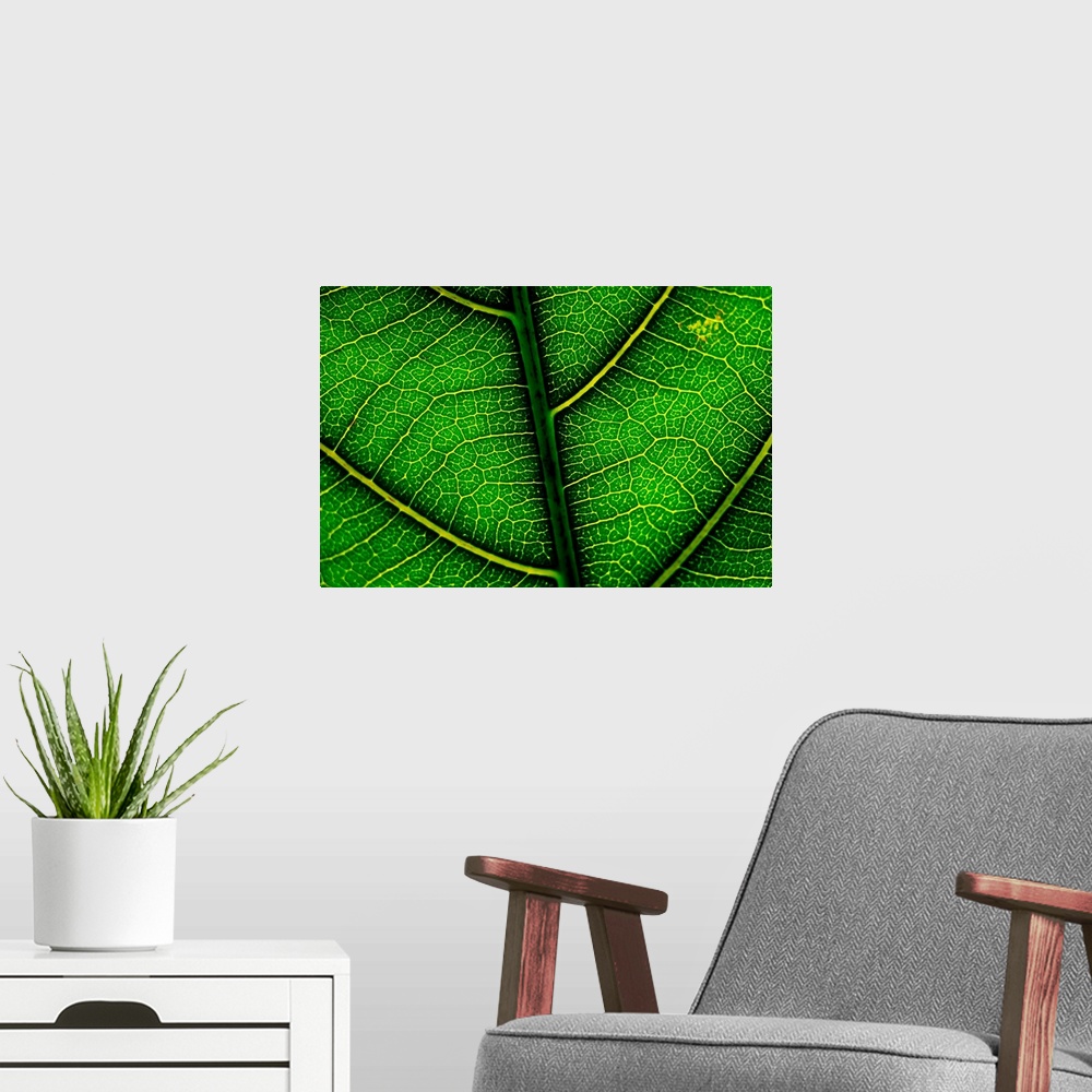 A modern room featuring A leaf of the critically endangered alectryon macrococcus plant.