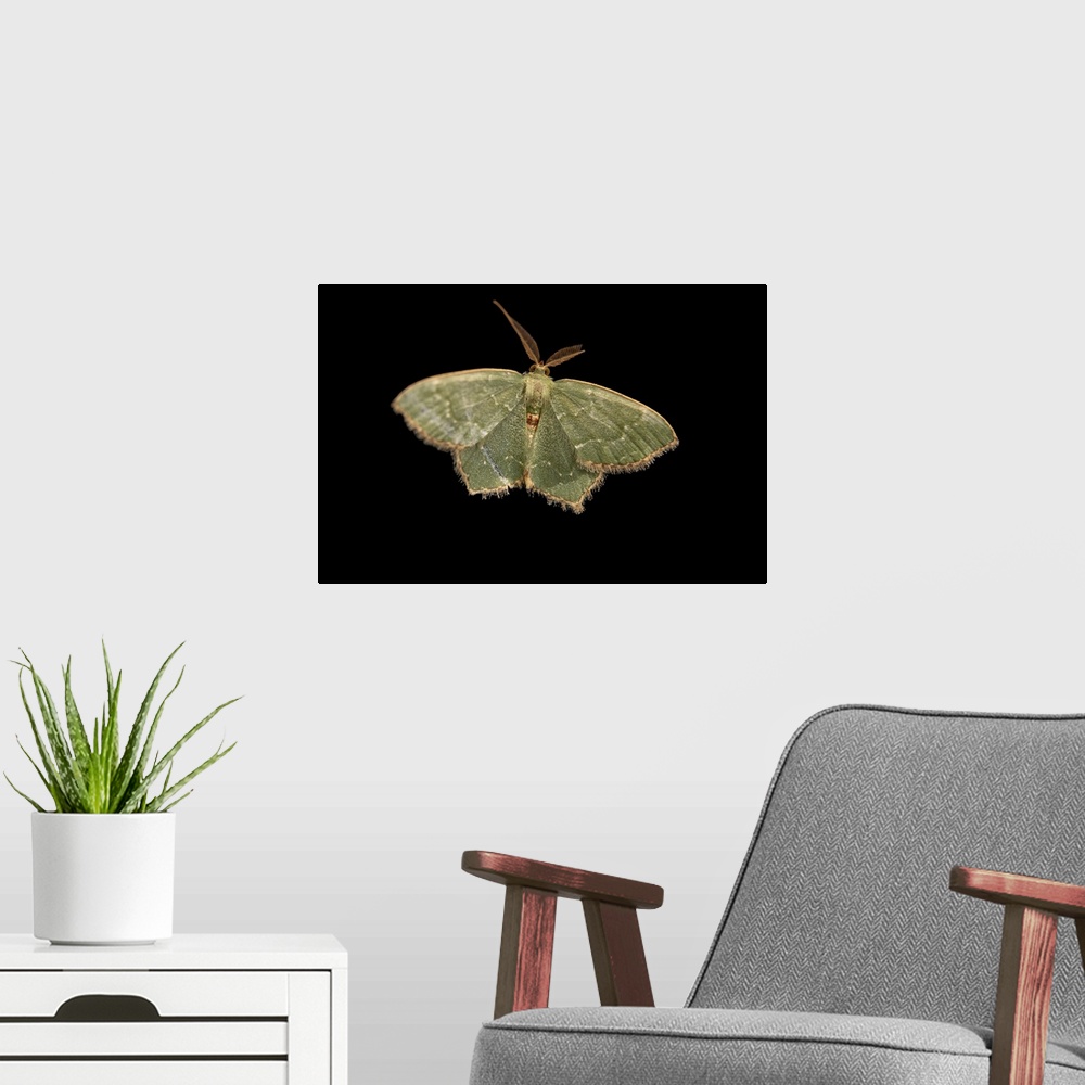 A modern room featuring A male angle-winged emerald moth (Chloropteryx tepperaria) at the EW Shell Center in Auburn, Alab...