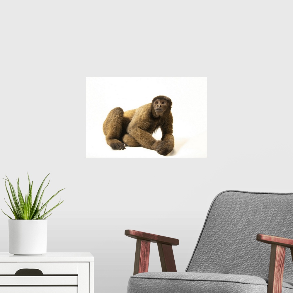 A modern room featuring A male brown woolly monkey (Lagothrix lagotricha lagotricha) named Cesar photographed at Amazon S...
