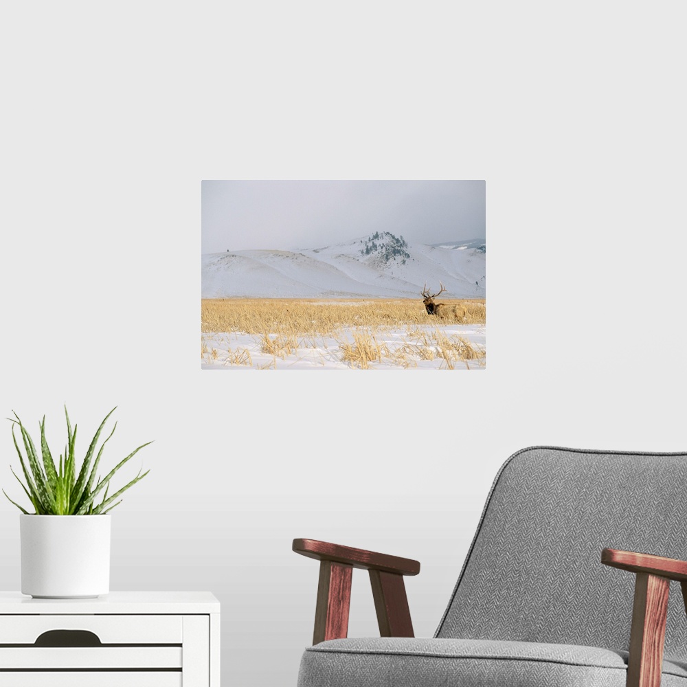 A modern room featuring A male elk standing in snowy field near gentle rolling hills.