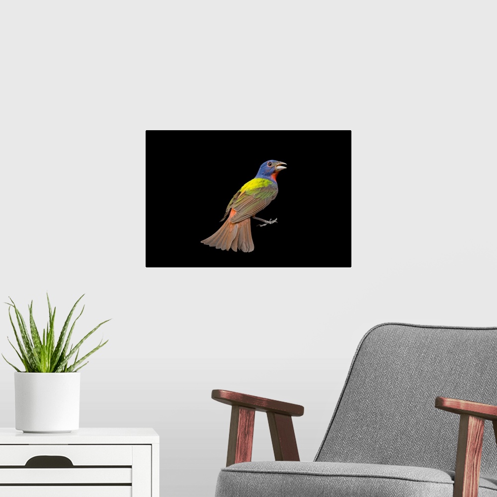 A modern room featuring A male painted bunting (Passerina ciris).