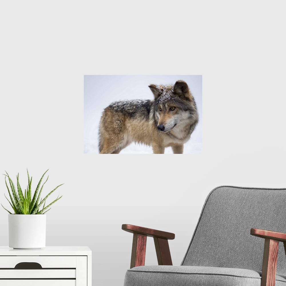 A modern room featuring A Mexican gray wolf, Canis lupus baileyi.