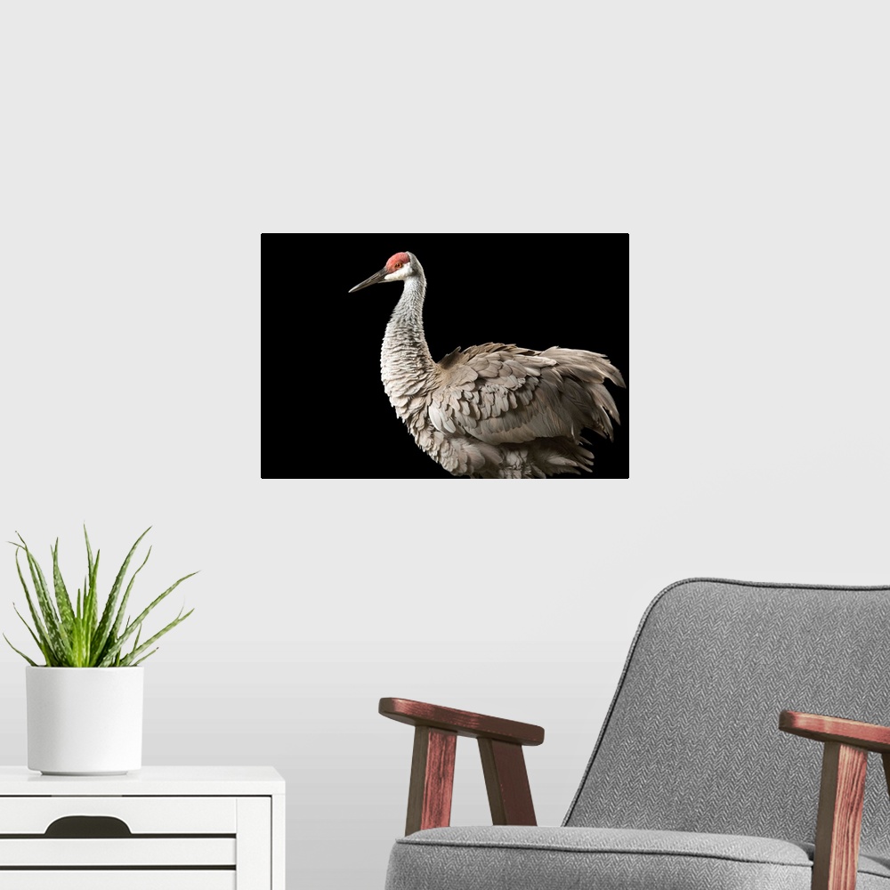 A modern room featuring An endangered Mississippi sandhill crane (Grus canadensis pulla), at the Audubon Center for Resea...