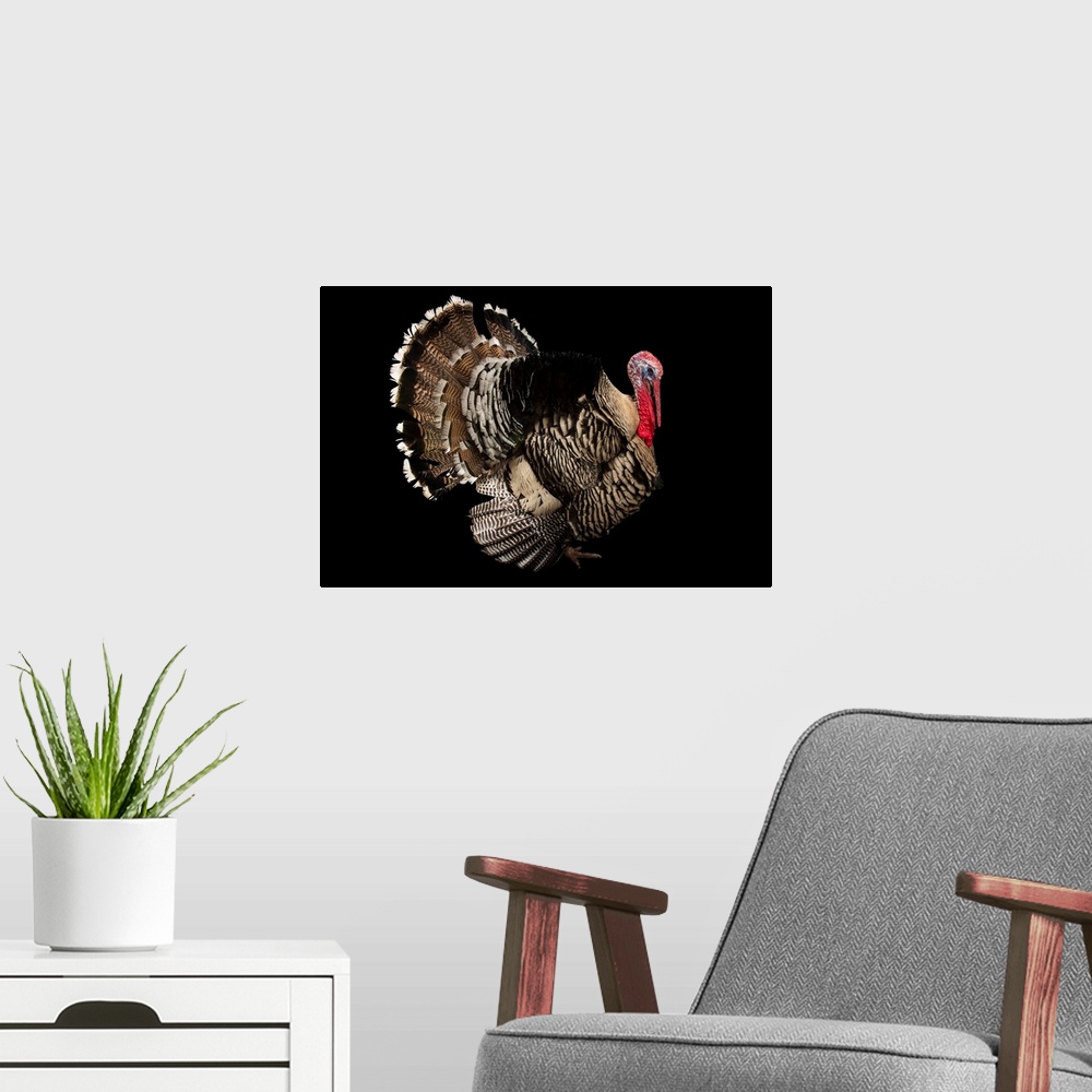 A modern room featuring A Narragansett turkey at the Knoxville Zoo. This is a breed of Meleagris gallopavo and is a cross...