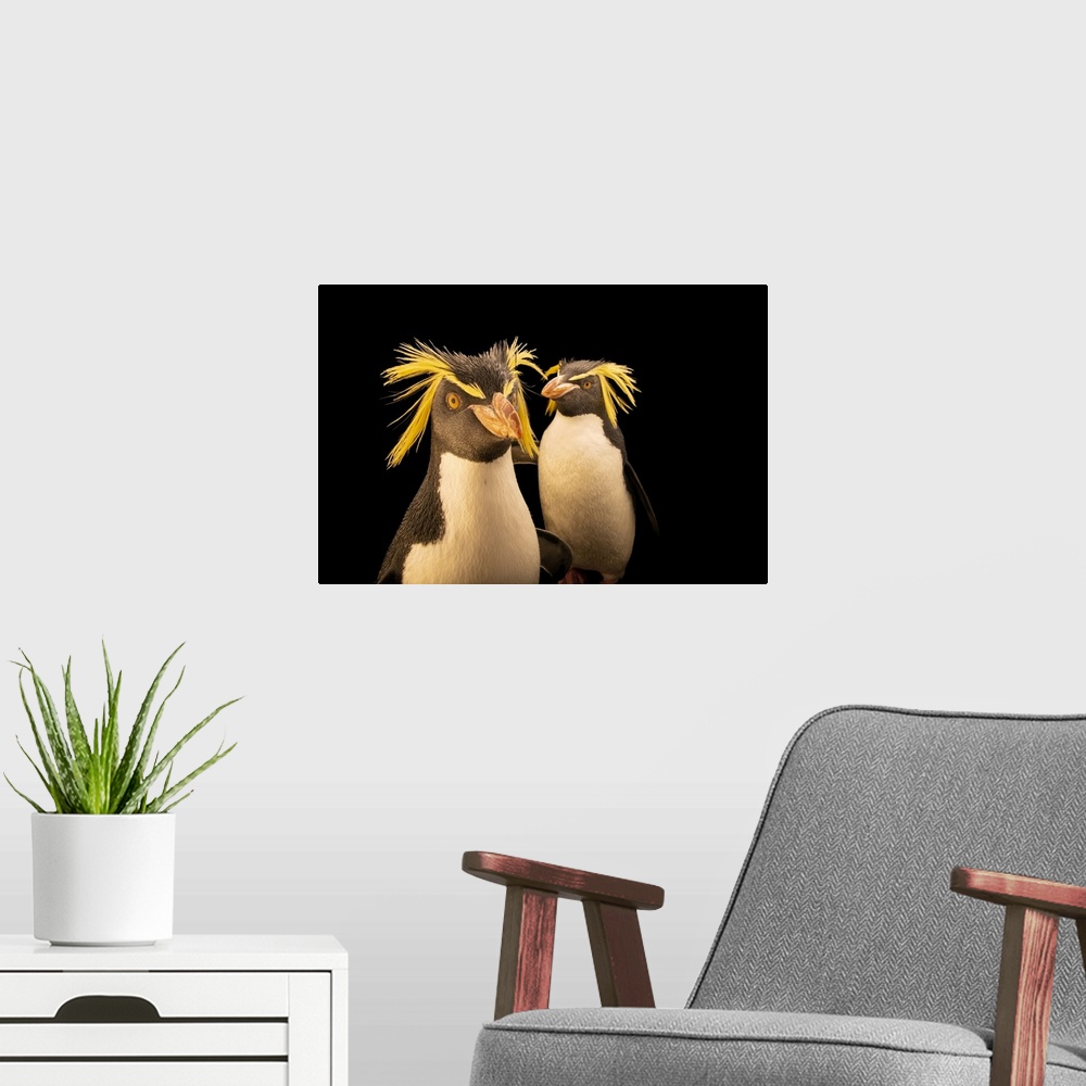 A modern room featuring A pair of endangered Northern rockhopper penguins (Eudyptes moseleyi) at the Calgary Zoois Breedi...