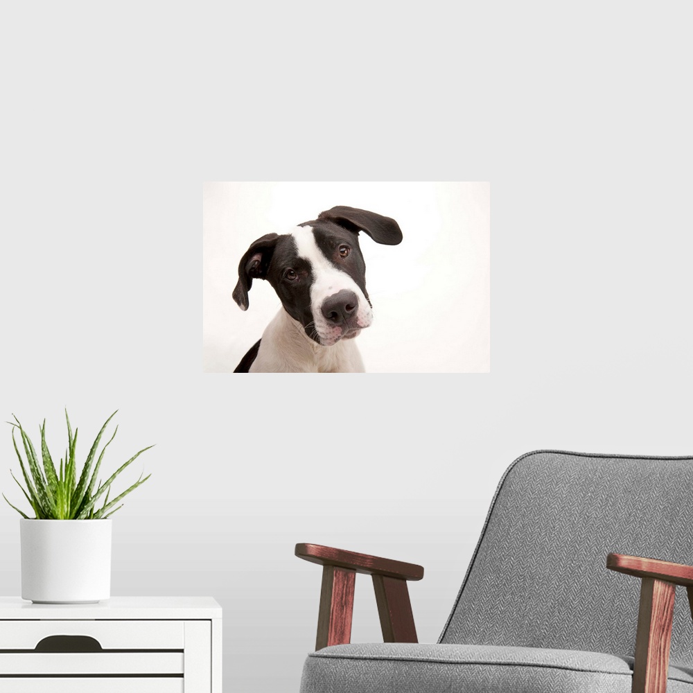 A modern room featuring A studio portrait of Mickey, a pit bull mix.