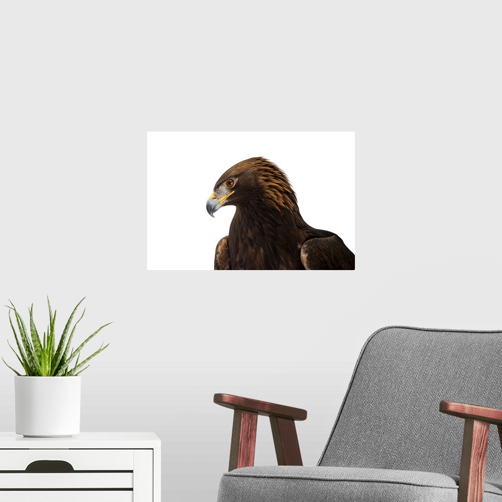 A modern room featuring A portrait of a golden eagle, Aquila chrysaetos.