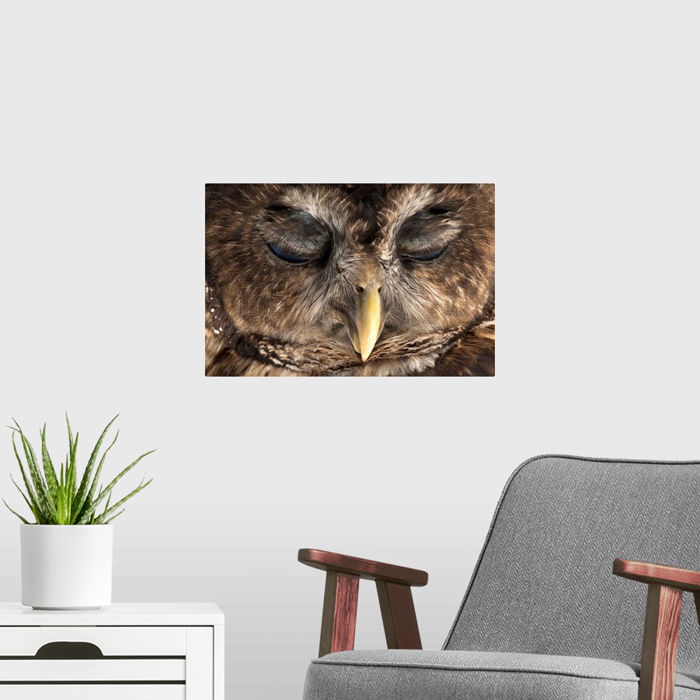 A modern room featuring A rare Northern spotted owl, Strix occidentalis caurina.