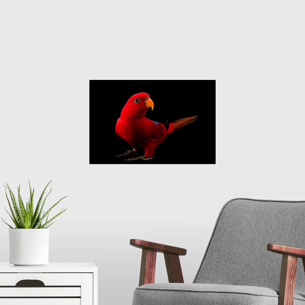 A modern room featuring A red lory, Eos bornea, at Jurong Bird Park, Singapore.