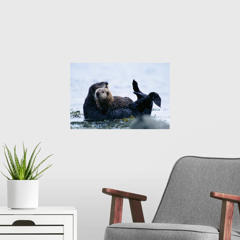A modern room featuring A sea otter and pup off of Adak Island, Aleutian Islands, Alaska