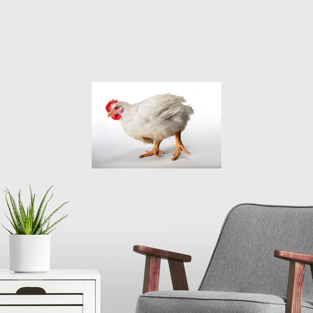 A modern room featuring A six-week-old broiler rooster at a commercial chicken farm