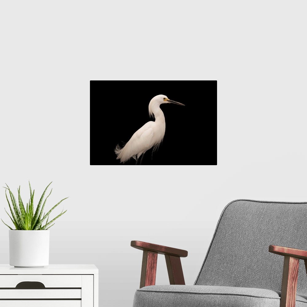 A modern room featuring Snowy egret (Egretta thula) at the Lincoln Children's Zoo.