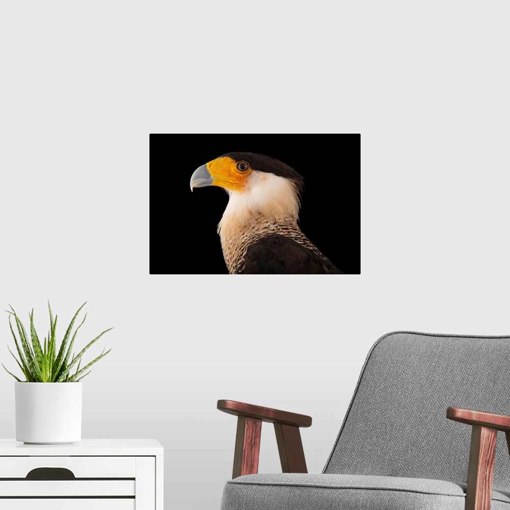 A modern room featuring A southern crested caracara, Polyborus plancus, at the Gladys Porter Zoo in Brownsville, Texas.