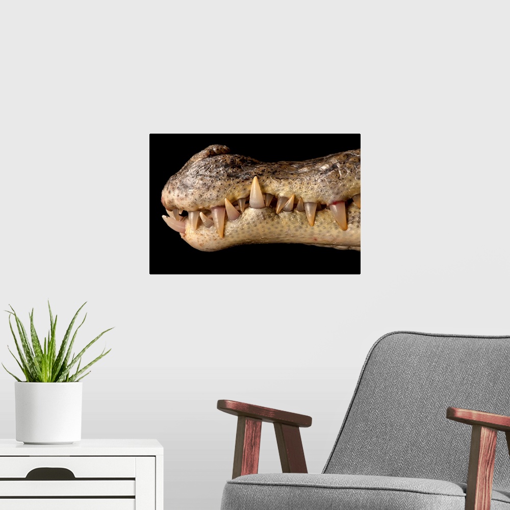 A modern room featuring A spectacled caiman, Caiman crocodilus.