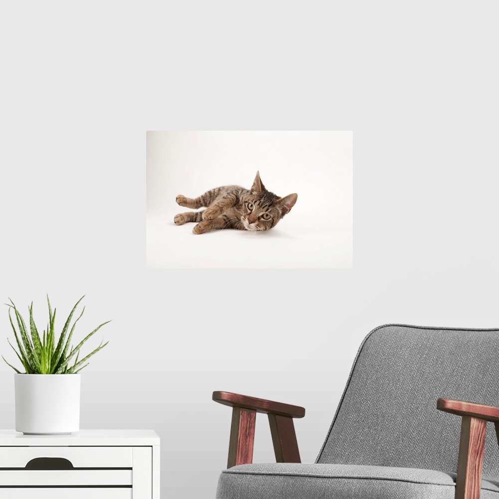 A modern room featuring A studio portrait of a brown tabby cat named Downtown.