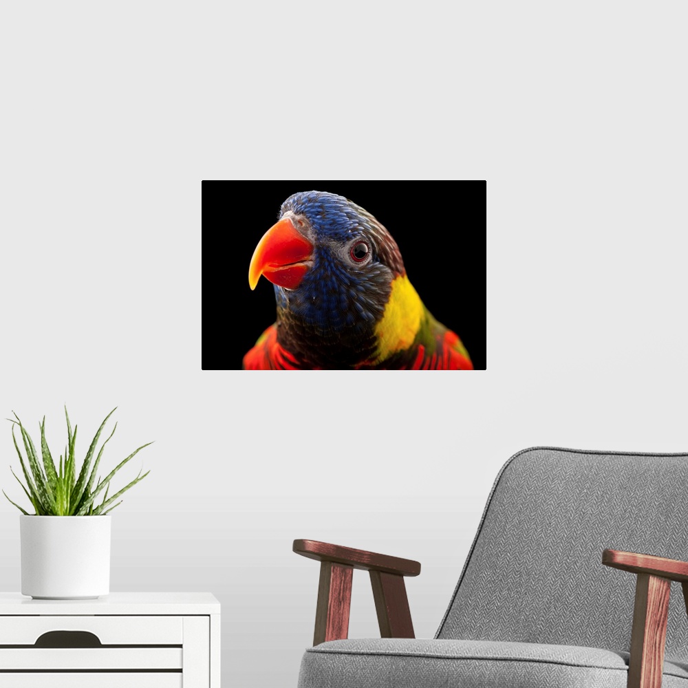 A modern room featuring Photograph of an animal against black studio background.