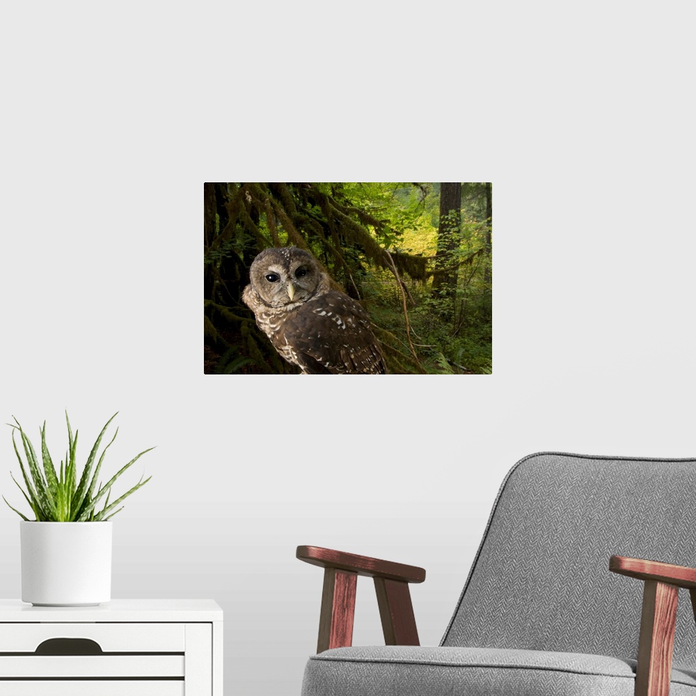 A modern room featuring A captive northern spotted owl (Strix occidentalis caurina) in healthy habitat in the Siskiyou Na...