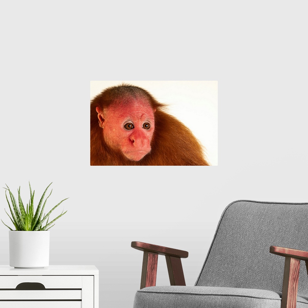 A modern room featuring A Ucayali bald-headed uakari monkey (Cacajao calvus ucayalii) at the Pilpintuwasi Butterfly Farm ...