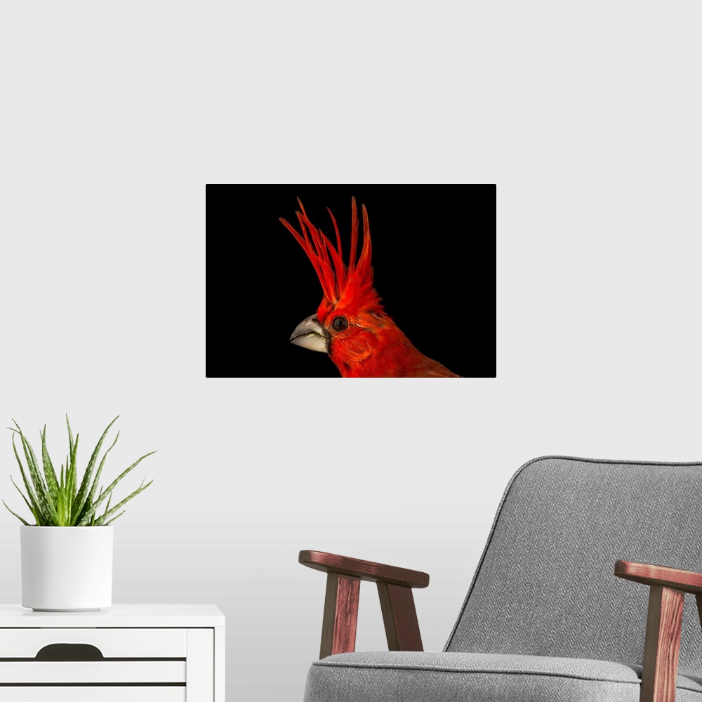 A modern room featuring A vermilion cardinal, Cardinalis phoeniceus, at the National Aviary of Colombia.