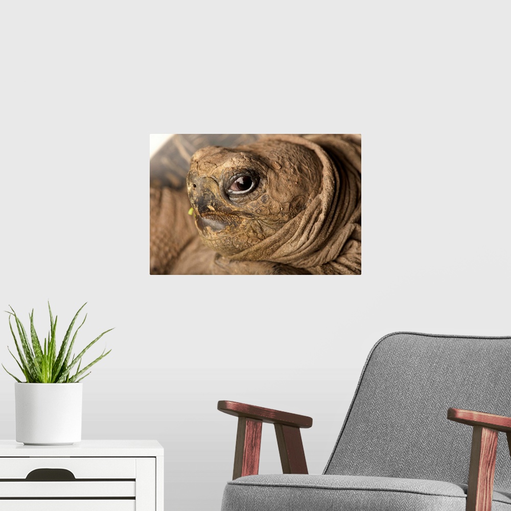 A modern room featuring A volcan darwin tortoise, Geochelone nigra microphyes.