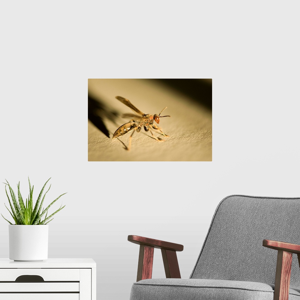 A modern room featuring A wasp casts a shadow on a white piece of paper