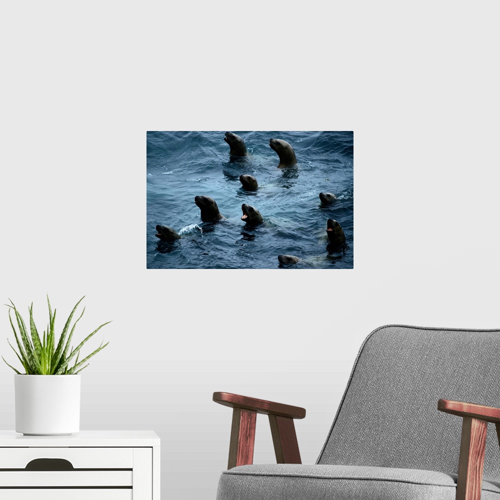 A modern room featuring A group of curious Steller sea lions (Eumetopias jubata) poke their heads above the water.