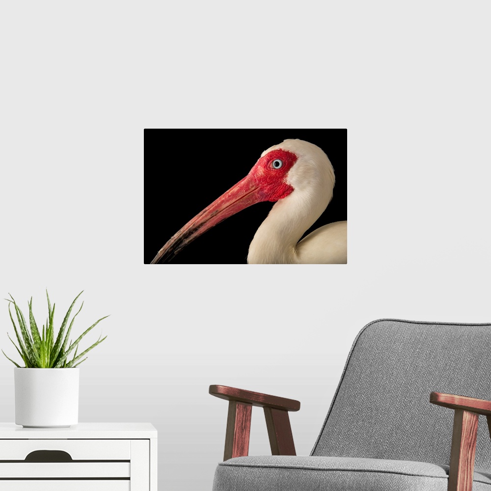 A modern room featuring An American white ibis, at the Caldwell Zoo