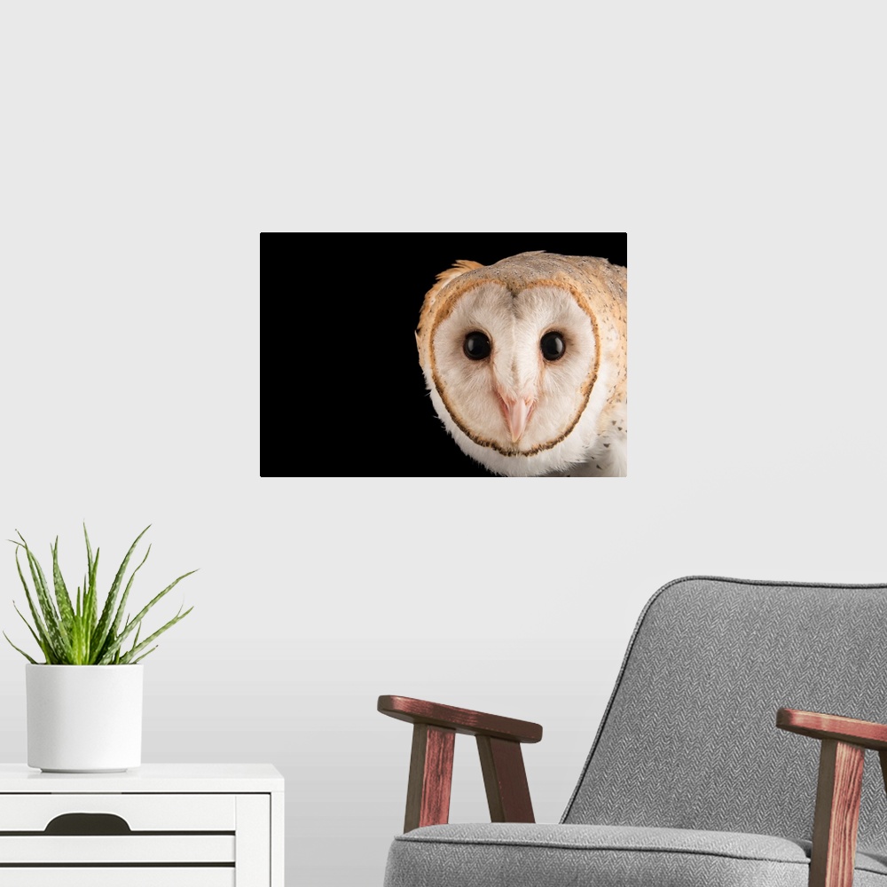 A modern room featuring An Asian barn owl, Tyto alba javanica, at Penang Bird Park.
