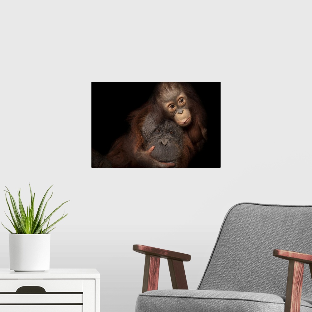 A modern room featuring An endangered baby Bornean orangutan (Pongo pygmaeus) named Aurora, with her adoptive mother, Che...