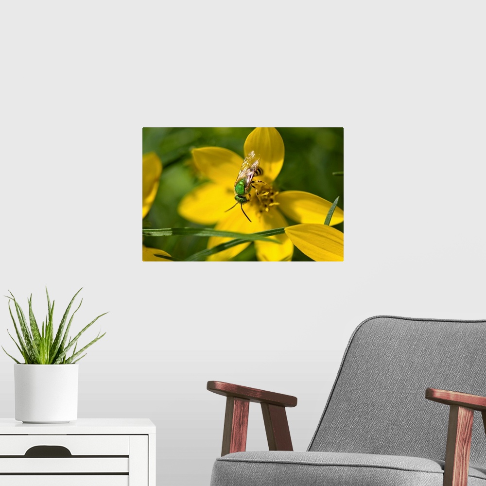 A modern room featuring An insect feeds on yellow correopsis flowers