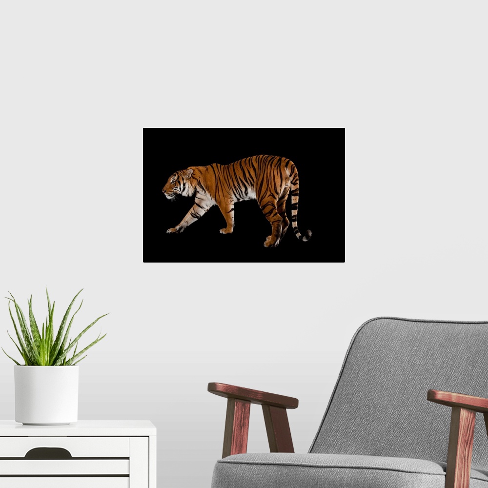 A modern room featuring An Malayan tiger, Panthera tigris jacksoni, at the Omaha Zoo.