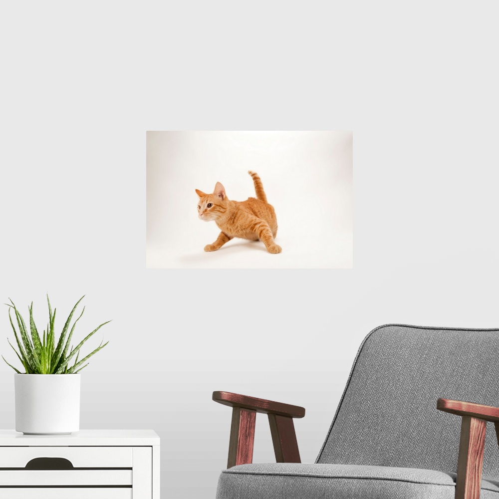A modern room featuring A studio portrait of Daniel Tosh, the orange tabby cat.