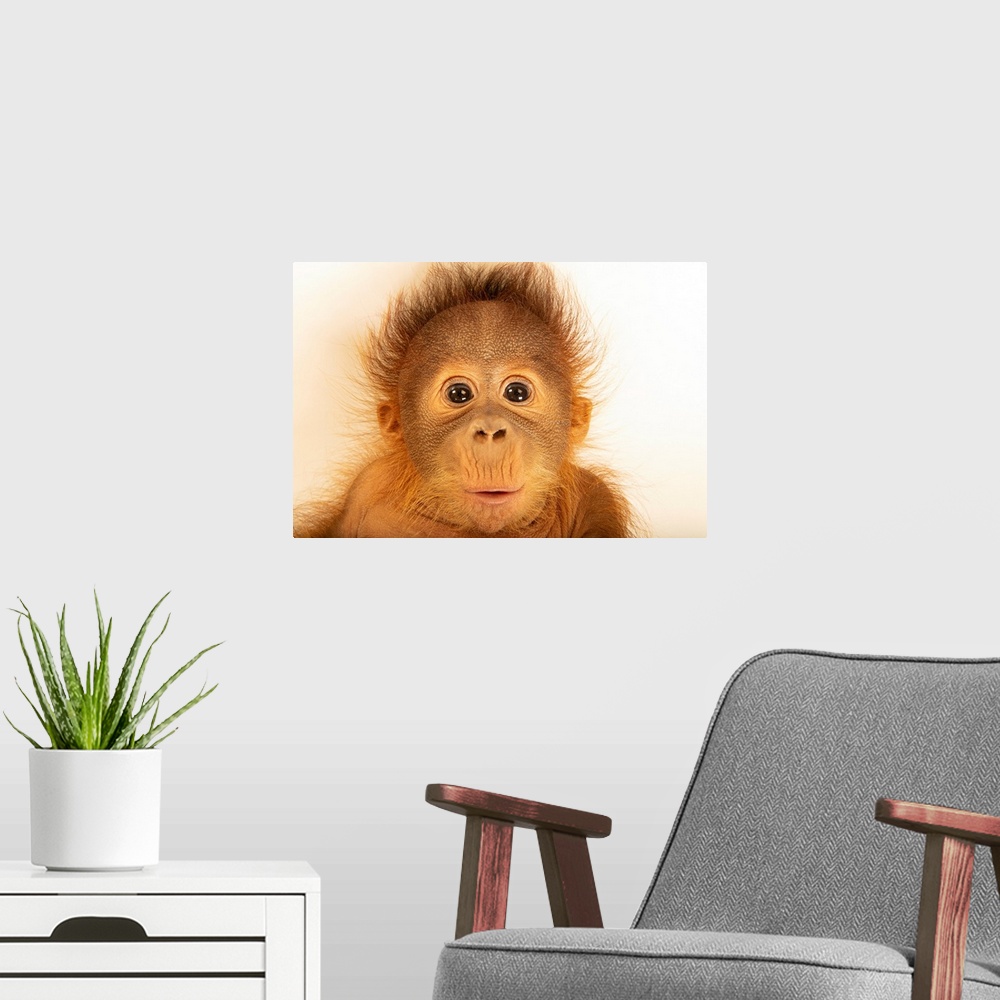 A modern room featuring Taavi, a five-month-old Bornean/Sumatran orangutan cross (Pongo pygmaeus x abelii) at the Metro R...