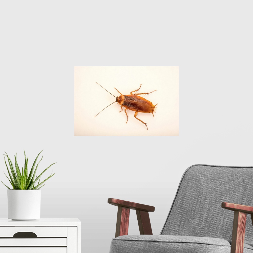 A modern room featuring Brown cockroach, Periplaneta brunnea, at Western Kentucky University.