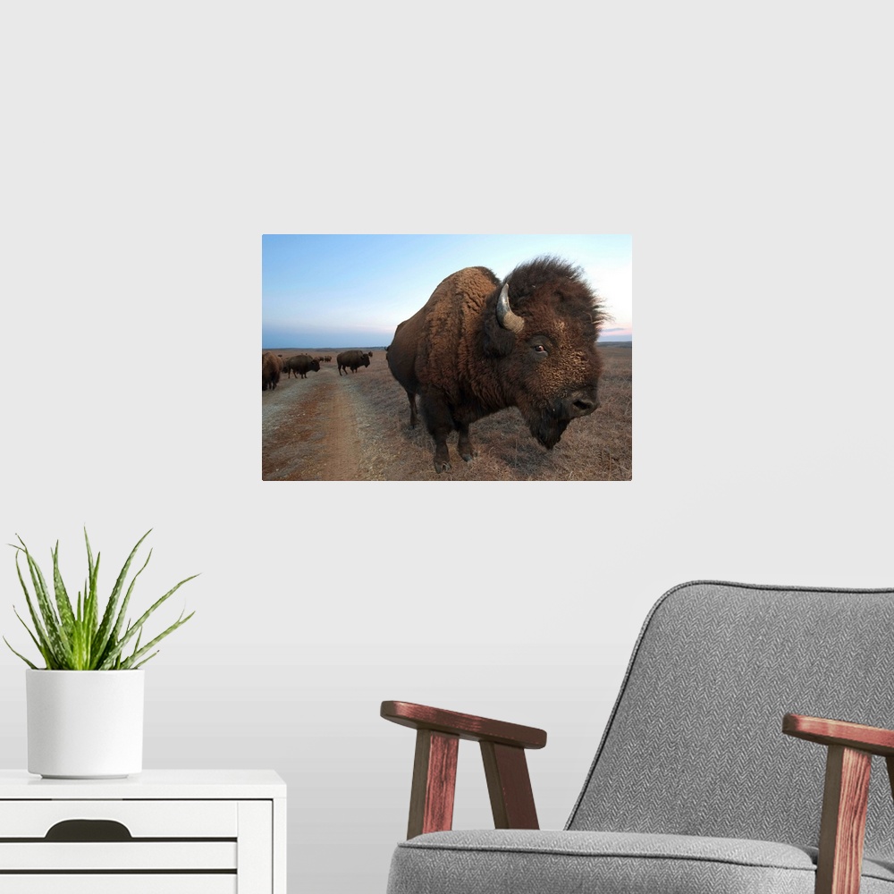 A modern room featuring American bison on the Maxwell Game Preserve.