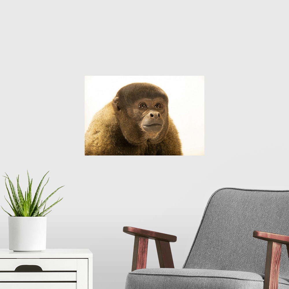 A modern room featuring Cesar, a male brown woolly monkey (Lagothrix lagotricha lagotricha) at Amazon Shelter, a wildlife...