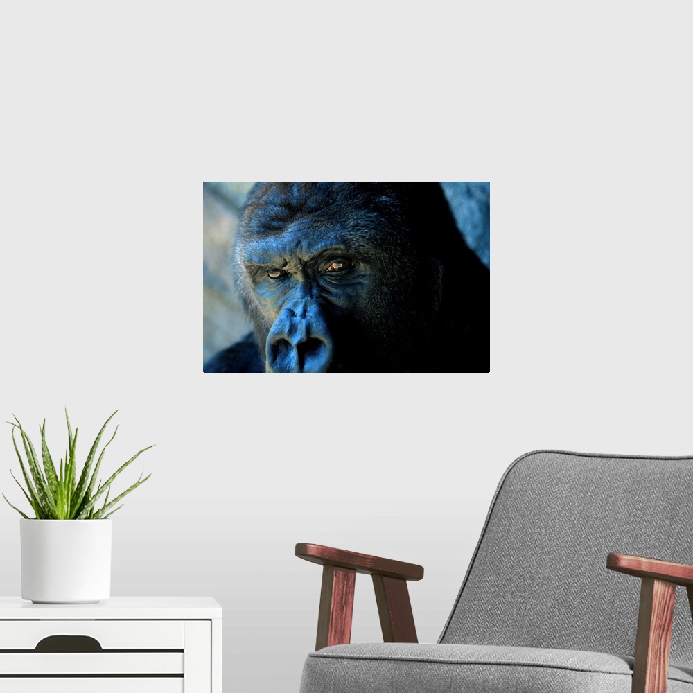 A modern room featuring Close view of a gorilla face.