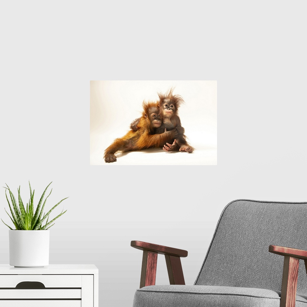 A modern room featuring D.J. is an 11-month-old Sumatran orangutan (Pongo abelii) and Dirgahayu is an 11-month-old Bornea...