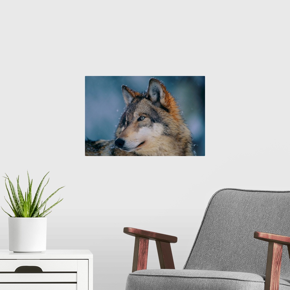 A modern room featuring Gray wolf (Canis lupus) at the International Wolf Center, Ely, northern Minnesota.