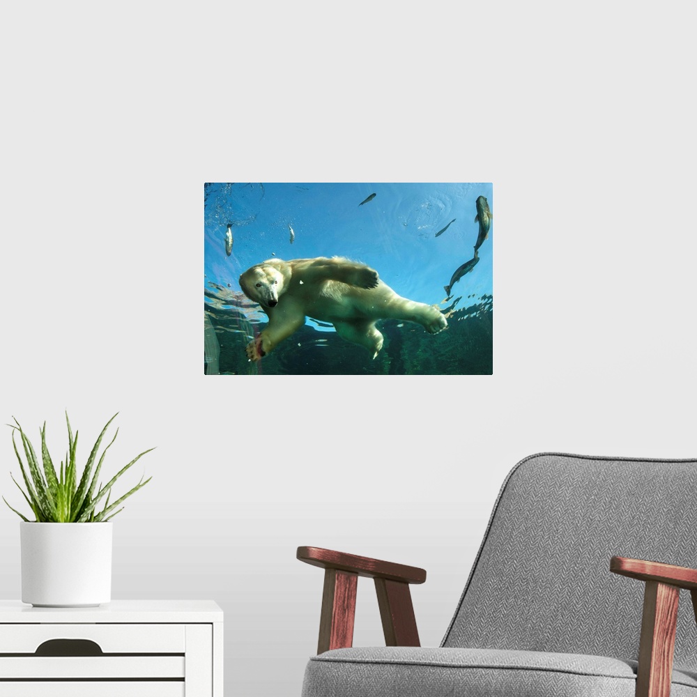 A modern room featuring An exhibit at the Columbus Zoo and Aquarium features underwater viewing of polar bears.
