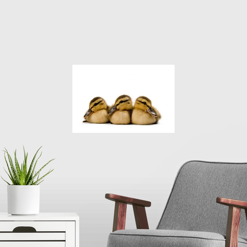 A modern room featuring Mallard ducklings, Anas platyrhynchos.
