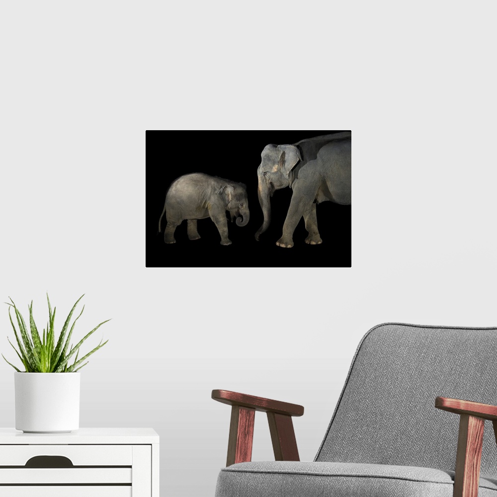 A modern room featuring Indian elephants (Elephas maximus indicus) mom and 18 month old baby, Floppy at the Singapore Zoo.